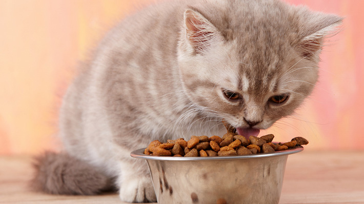 猫の餌って何がいいの 適切な食事の回数 選び方から与え方まで