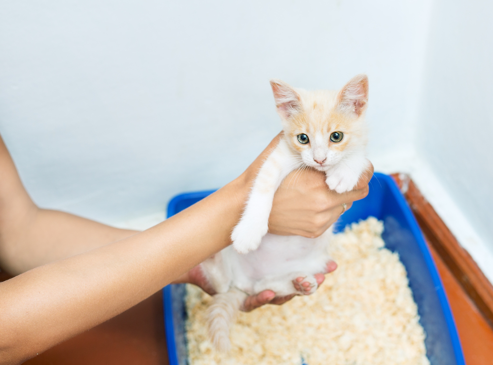 猫のトイレを置くべき場所と数 失敗の原因から正しいしつけまで