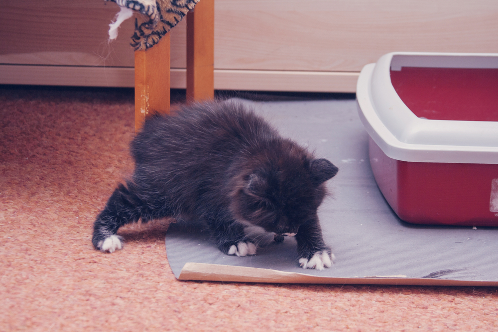 猫のトイレを置くべき場所と数 失敗の原因から正しいしつけまで