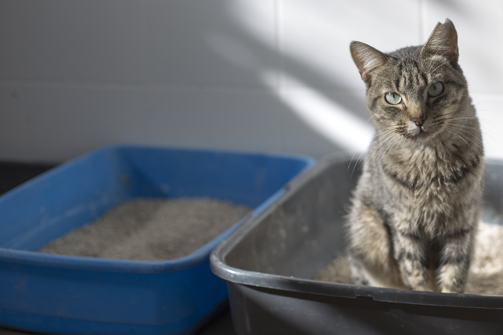 猫は汚れているトイレを嫌がります。すぐに掃除できないときは「予備」を用意しましょう。