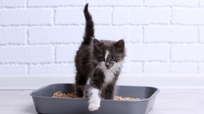 猫のトイレを置くべき場所と数 失敗の原因から正しいしつけまで