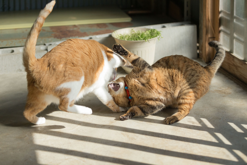 猫 の 多頭 飼い