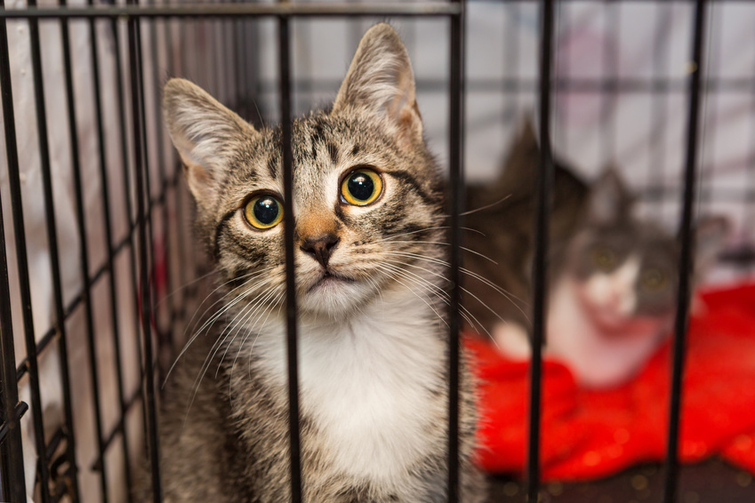 猫も大切な家族の一員です。誰がどの猫を運ぶなど、災害時の避難方法はしっかり考えておきましょう。