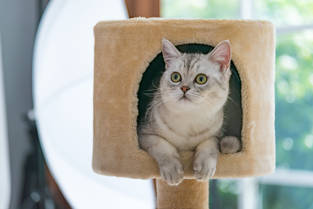 猫タワーを設置することで、猫にとっての安息場所を確保！
