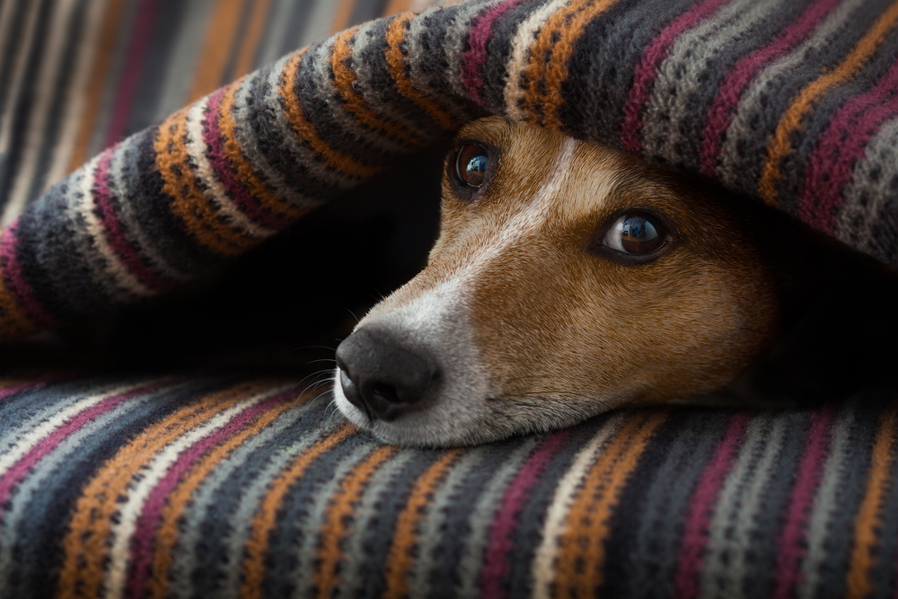 高齢の犬が普段と違う行動を取ったら、認知症かもしれません。