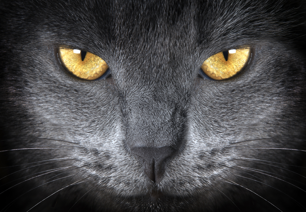 猫の目は、暗いところでキラリと光ります。