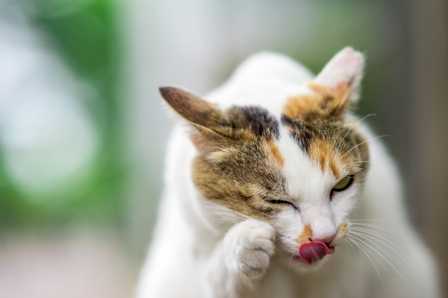 目の周りを掻いたり、ぶつかったりして角膜を傷つけます。