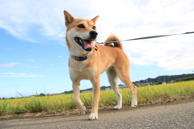 獣医さん直伝 痛くない 嫌がらない愛犬の爪切り