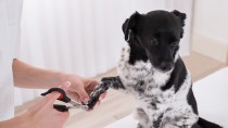 獣医師が教える！犬の爪切りの方法とコツ！嫌がる犬への対処法も解説
