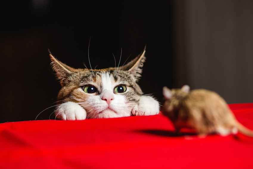 飼い主さん必見 頭を悩ませる猫の噛み癖のなおし方