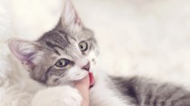 猫の噛み癖を治すには？噛みつく理由と対策方法