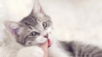 猫の噛み癖を治すには？噛みつく理由と対策方法