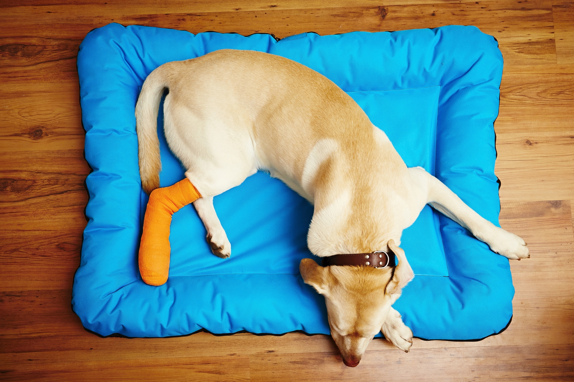 「膝蓋骨」の脱臼は、犬によく見られるケガの症状です。