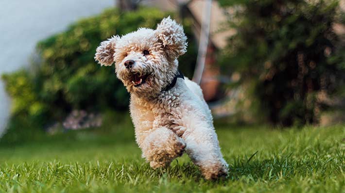 小型犬は要注意 膝蓋骨脱臼 の症状 治療費 予防方法 アクサダイレクト