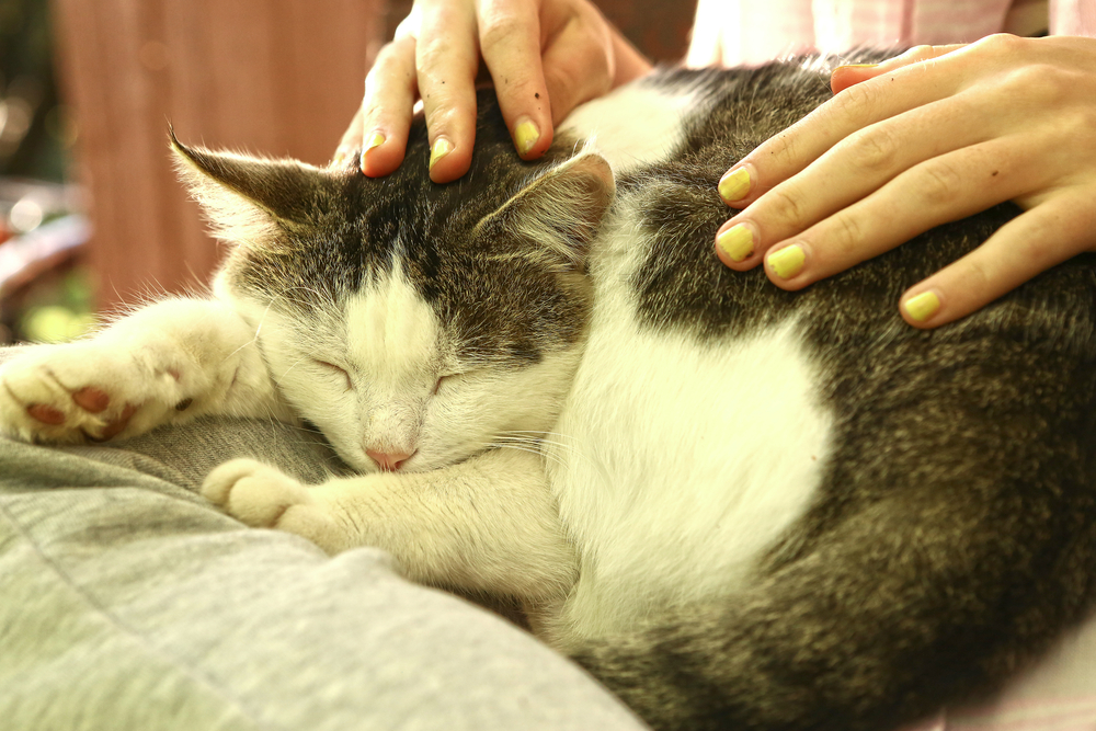 飼い主さんとのスキンシップが、長生きの秘訣かもしれません。