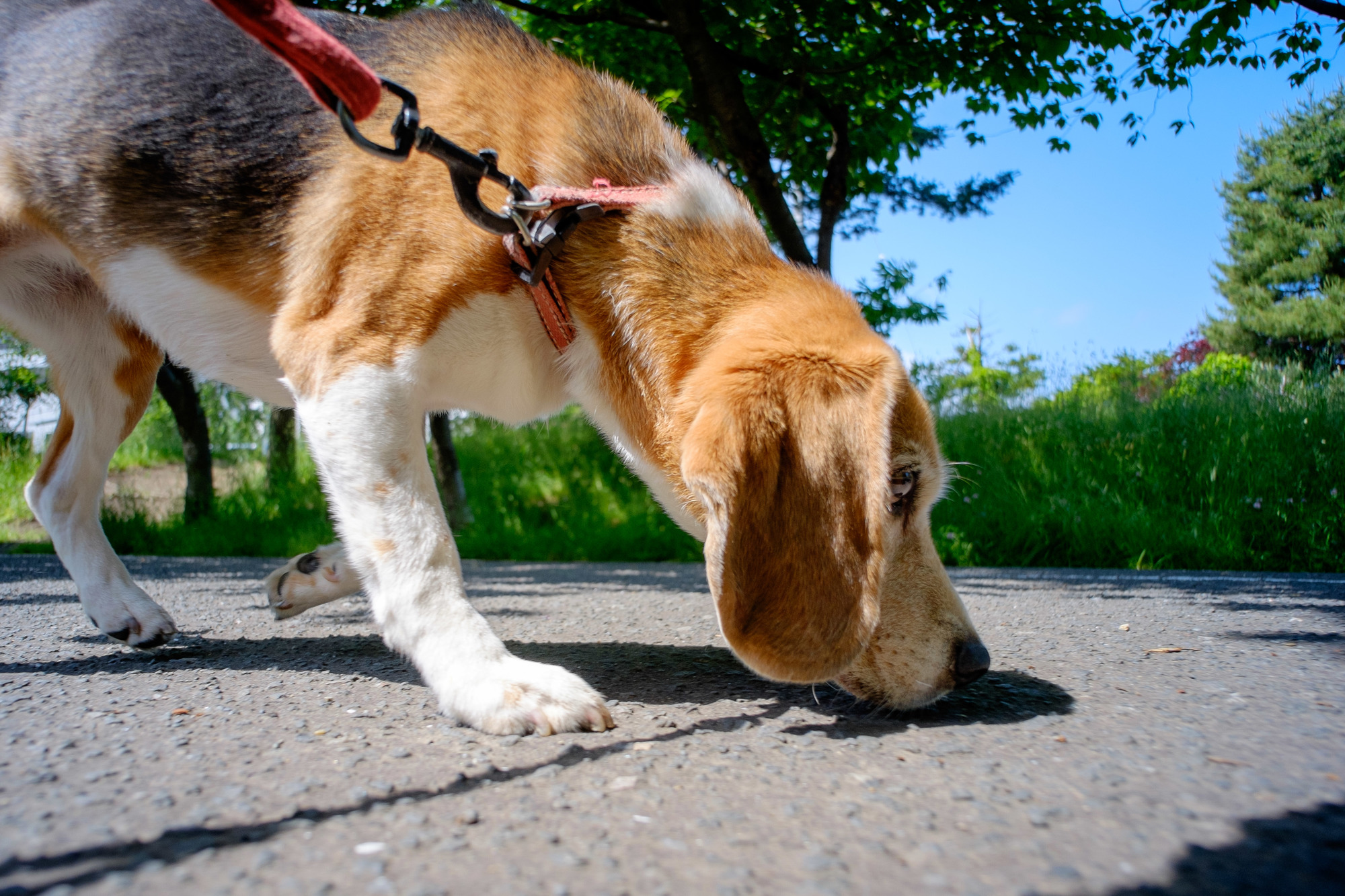 散歩中に感染した犬の唾液や排泄物に接触することで、感染リスクが高まります。