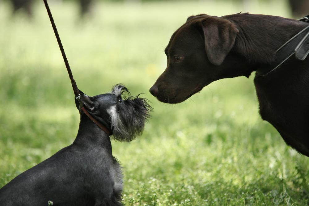 ドッグランなどで他の犬と接触する機会が多い犬は、感染の機会も増えます。