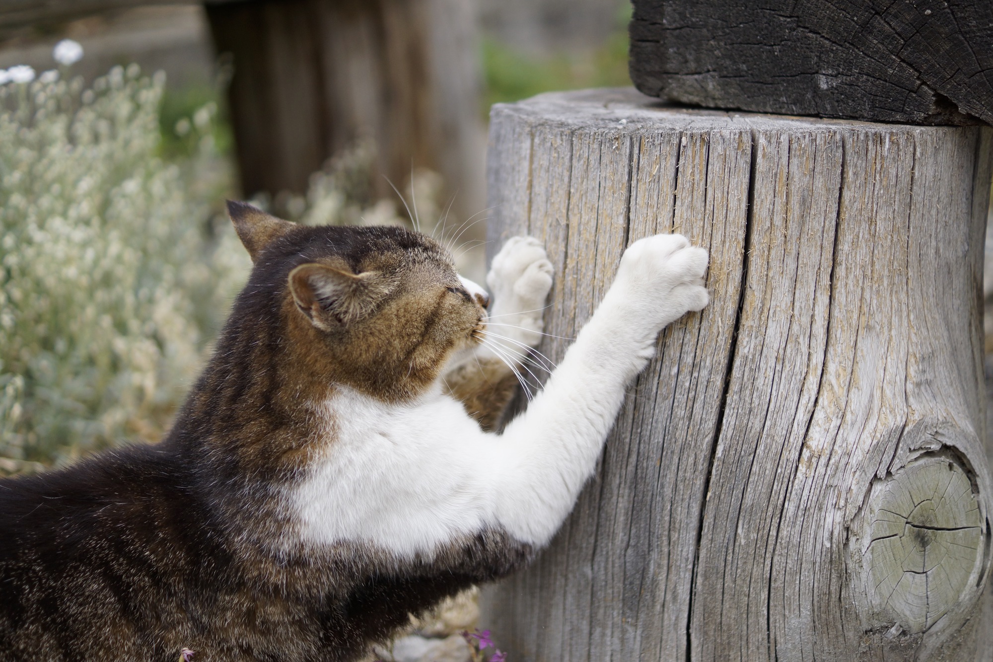 マーキングや爪のお手入れなどの理由から、猫は爪とぎをしています。