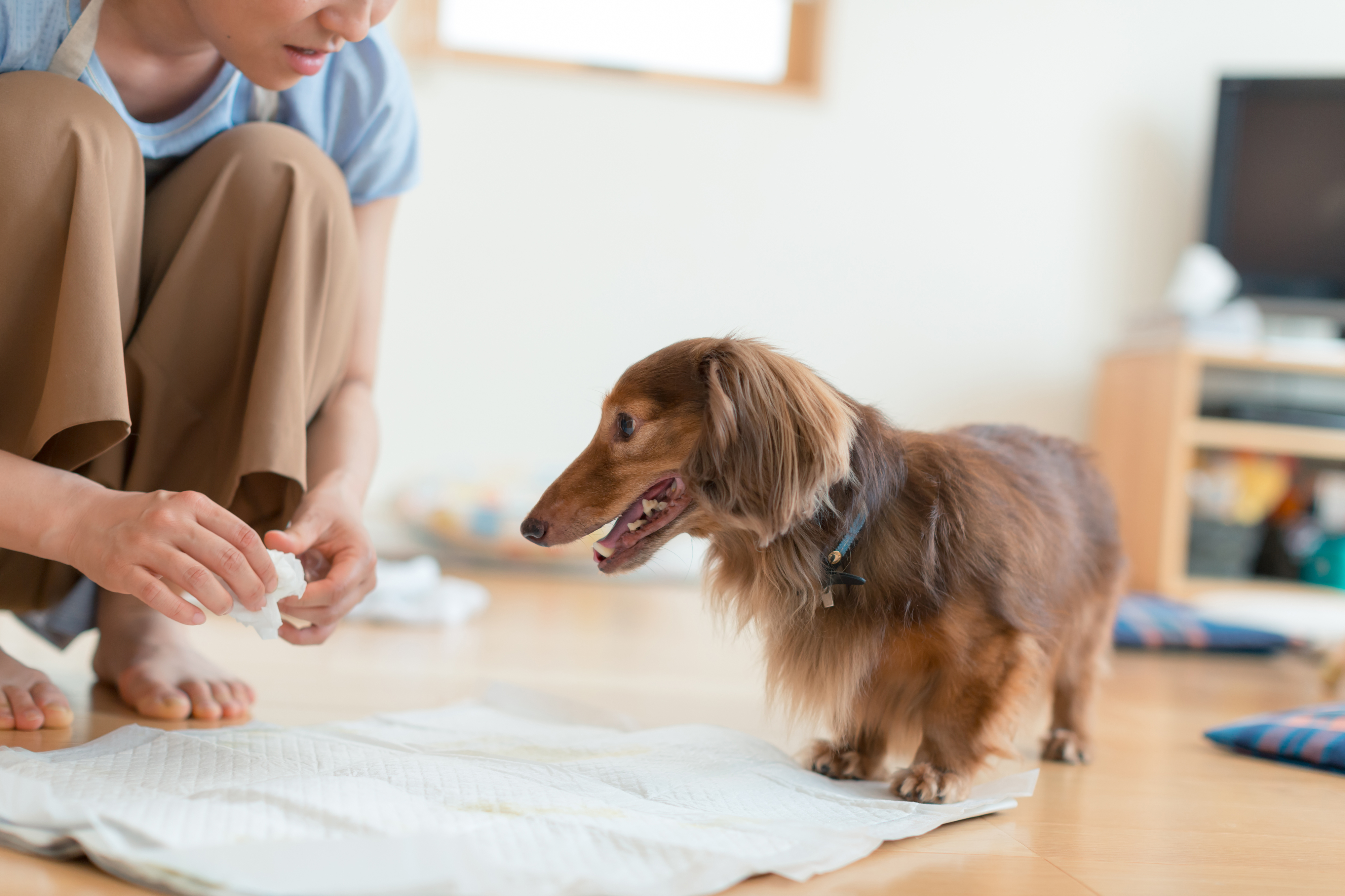 室内のトイレを利用する犬の場合は、毎食後に排便することもあります。