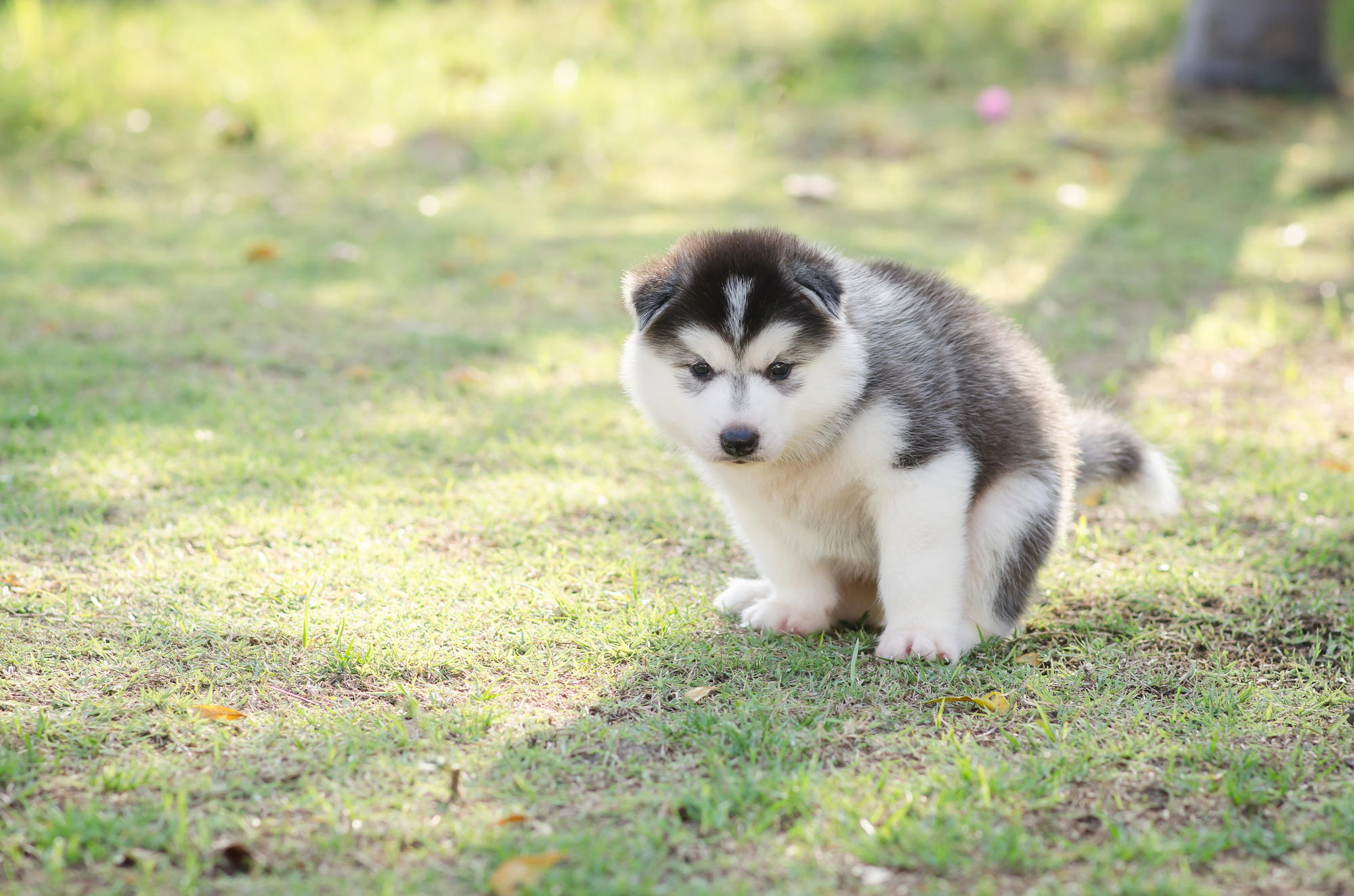 子犬 うんち が ゆるい