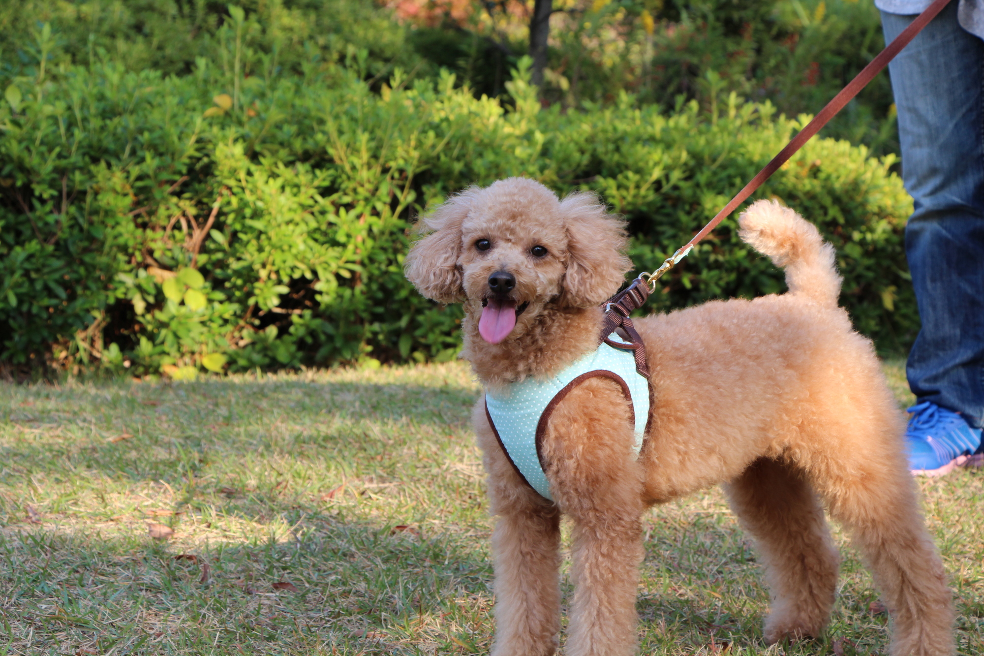 獣医師が解説 犬が下痢をする原因と対策 出血 嘔吐がともなう下痢は要注意