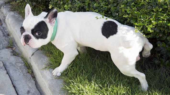 犬の下痢の原因と対処法を獣医師が解説！嘔吐・血便には要注意？