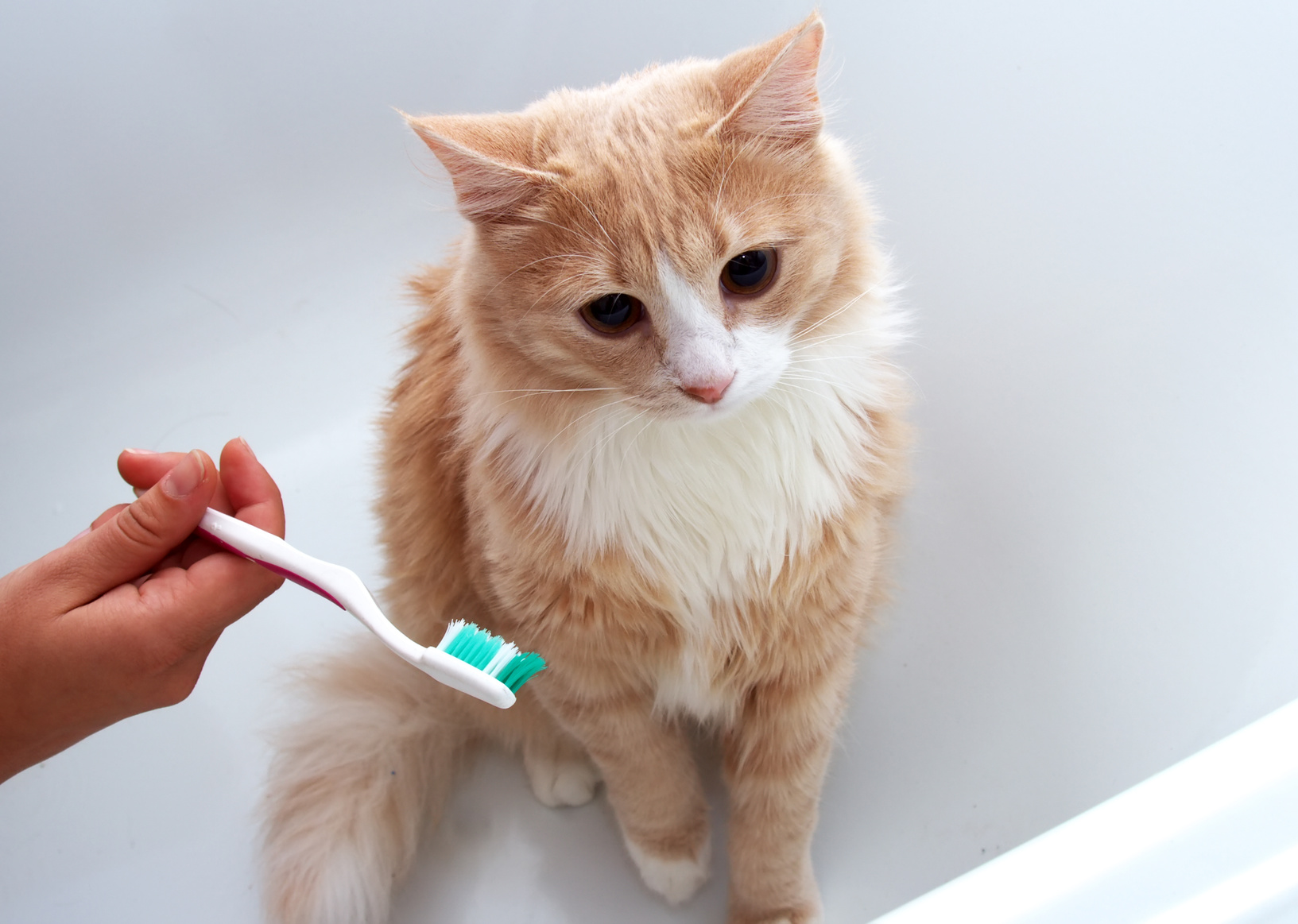 猫の歯周病は予防が大切です。