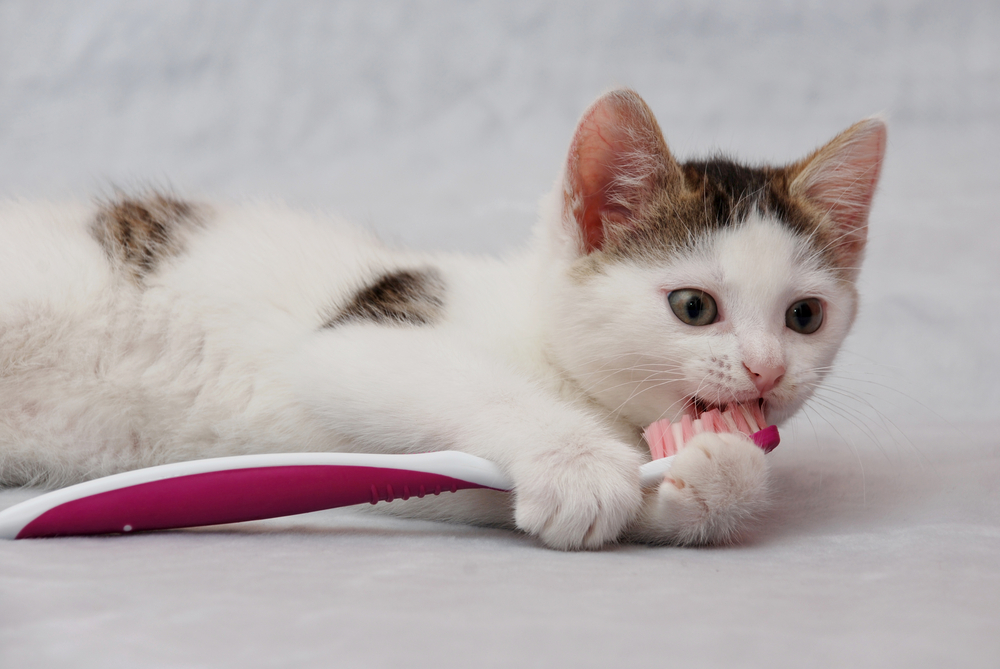 猫も人間も日頃の歯磨きが大事なようです。