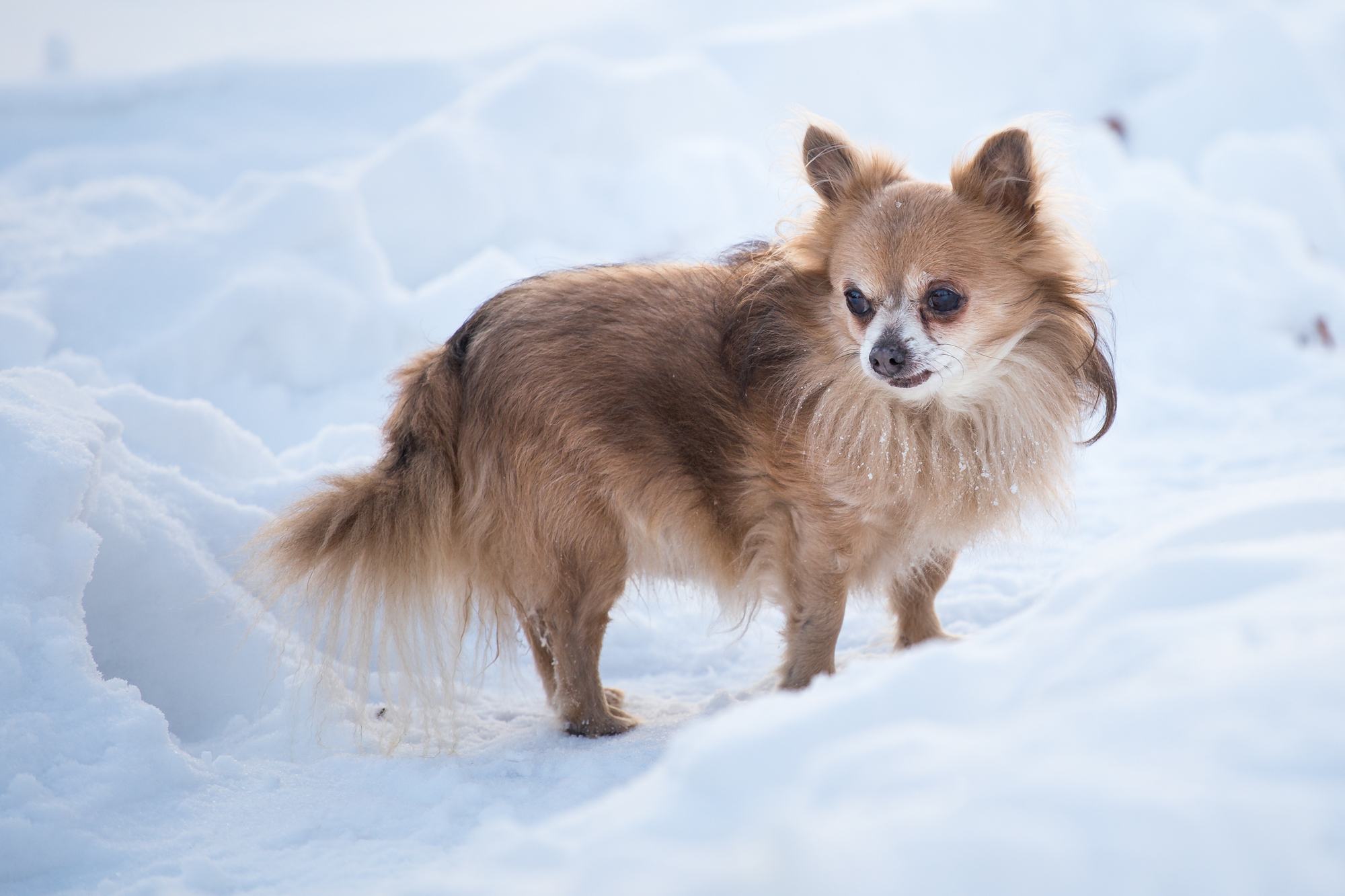 犬は寒さに強いと言われていますが、寒さに弱い犬種もいます。