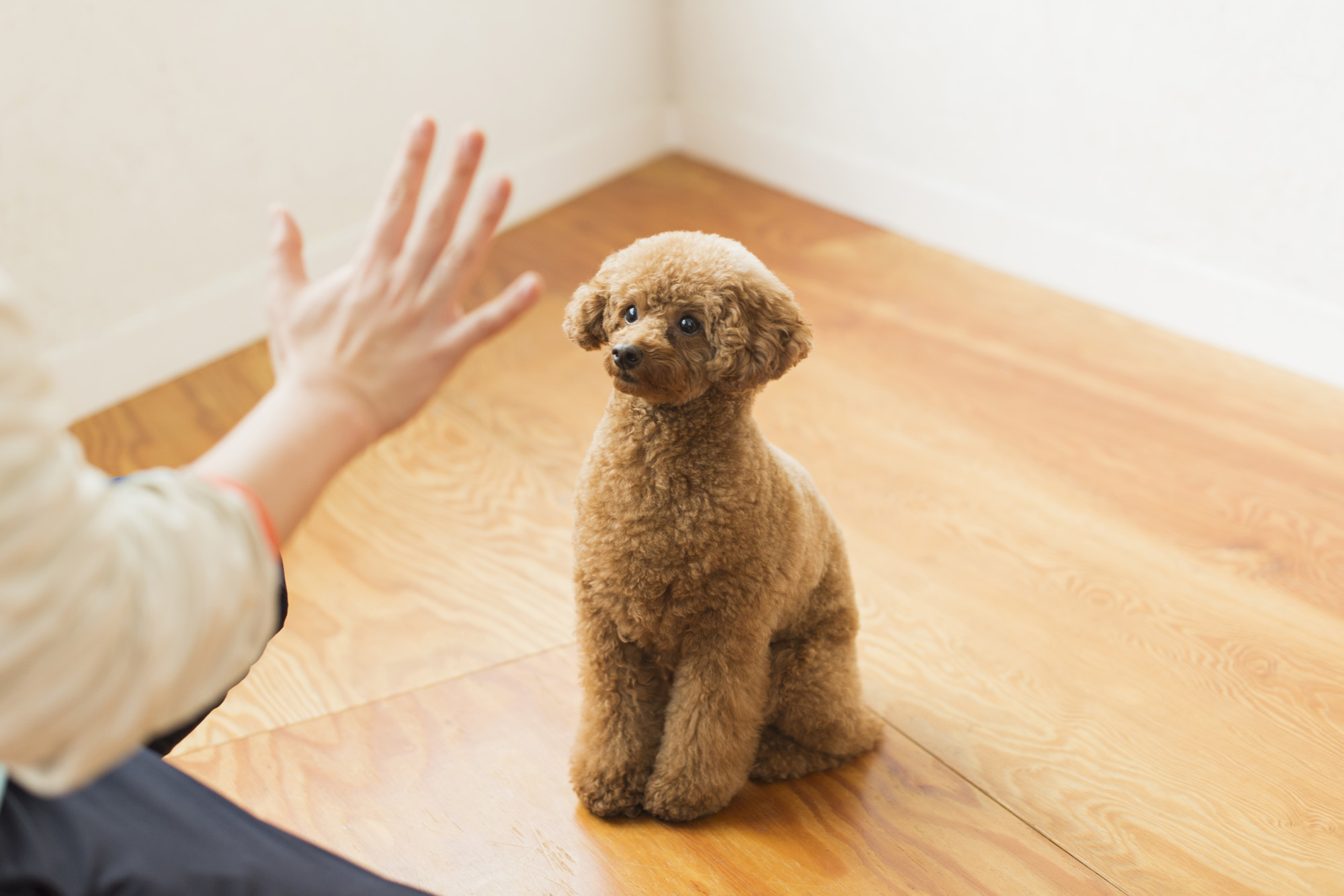 飼い主さんの指示に従っているときは、恐怖心や警戒心が薄れ、震えが止まることがあります。