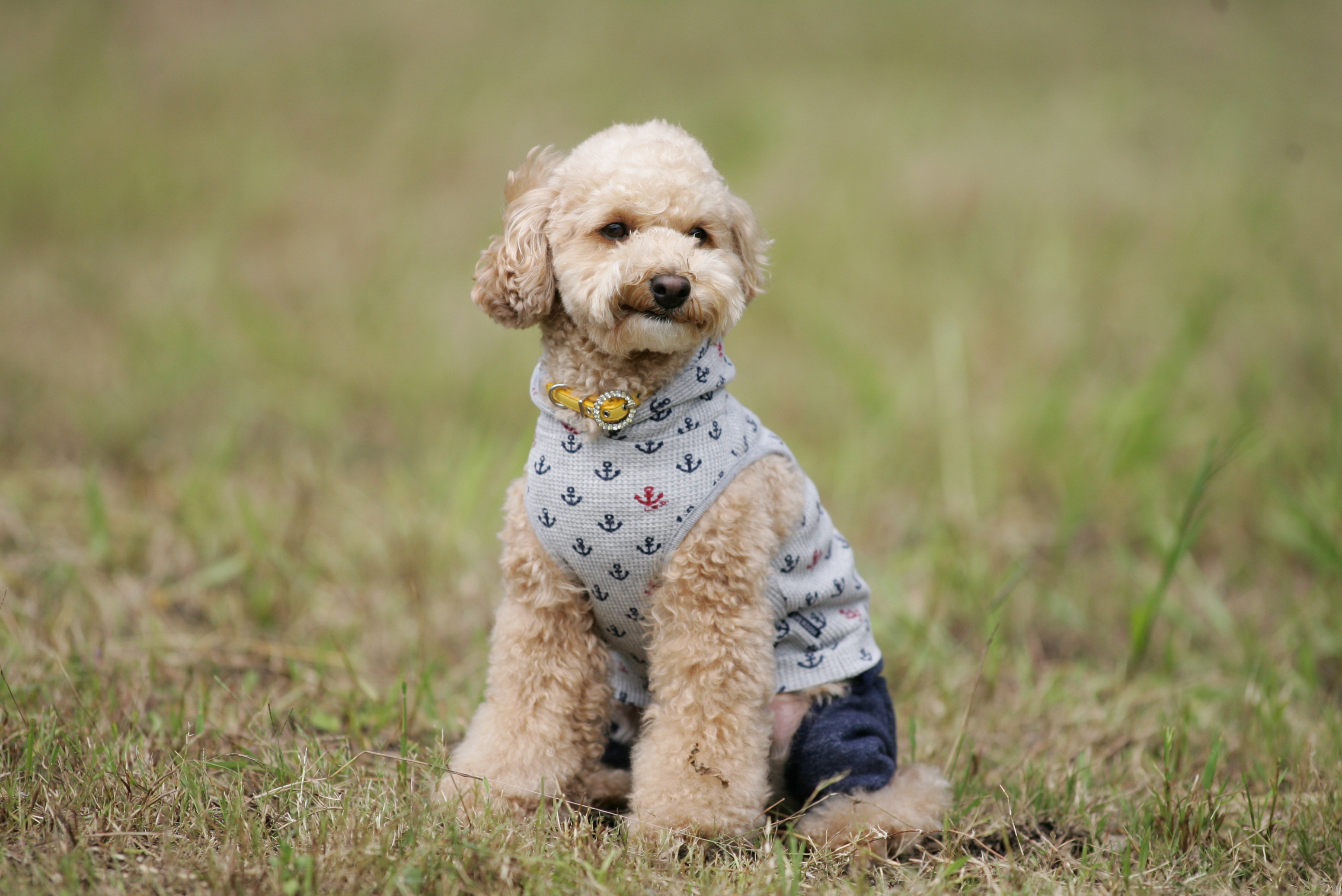 寒さに弱い犬種であれば、防寒着の着用も有効です。
