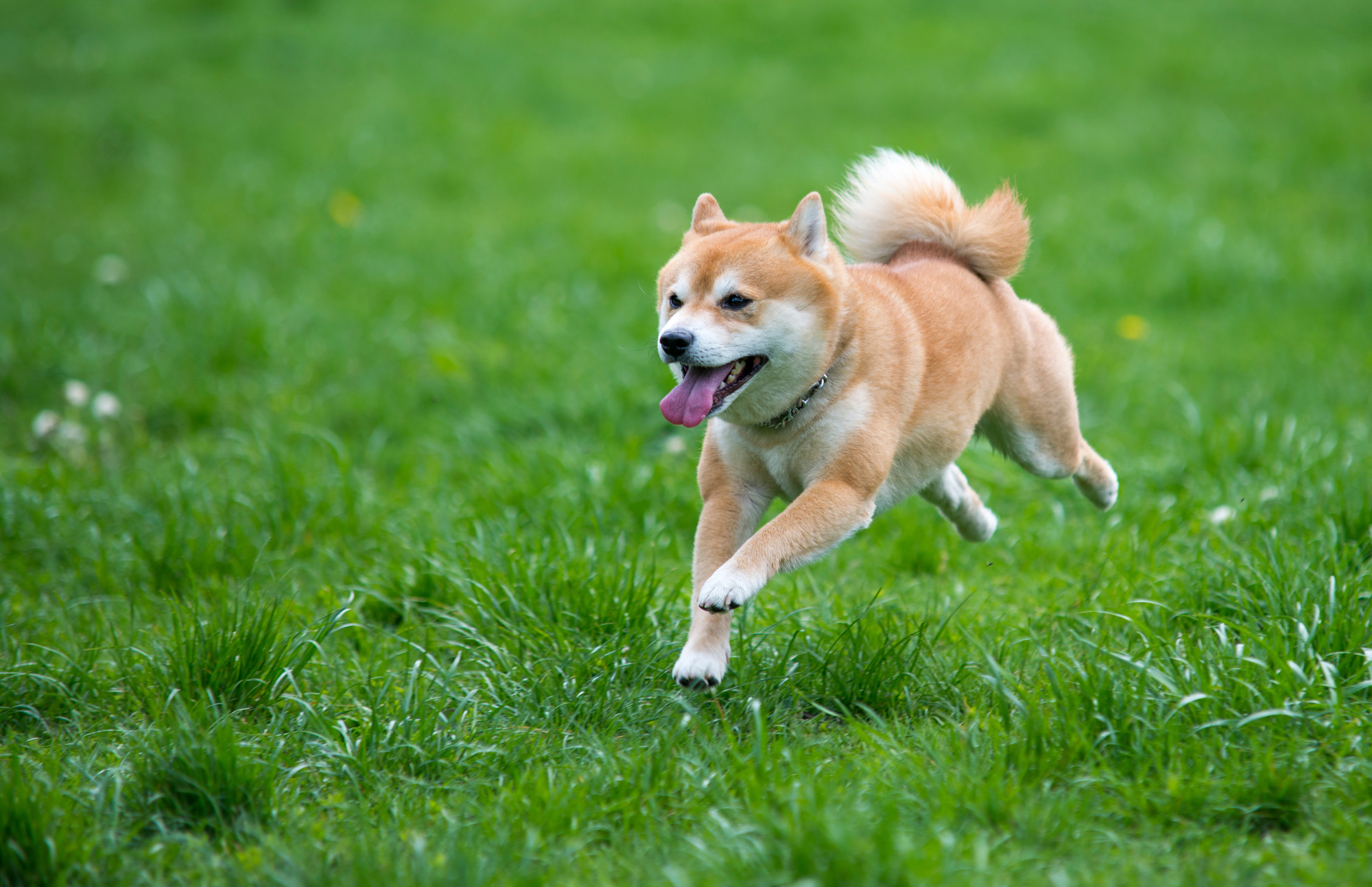 日本犬の中では、根強い人気を保っています。