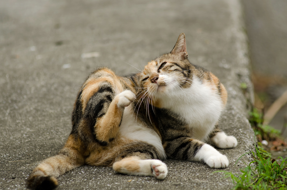 病気になった猫はもちろん、人にもうつる病気があるので注意が必要です。