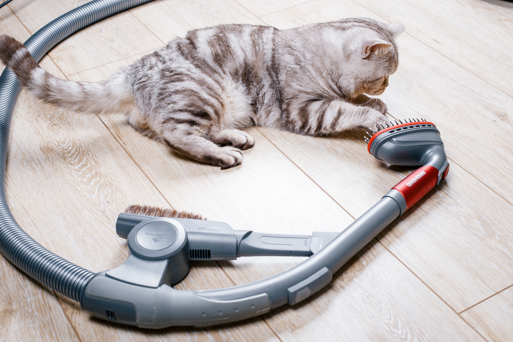 ネコノミ駆除効果はもちろん、家も綺麗になり猫も人も気持ちがいいですね。