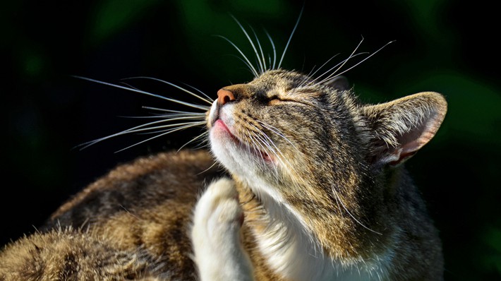 猫のノミ対策 効果的な予防法と早期駆除のポイント