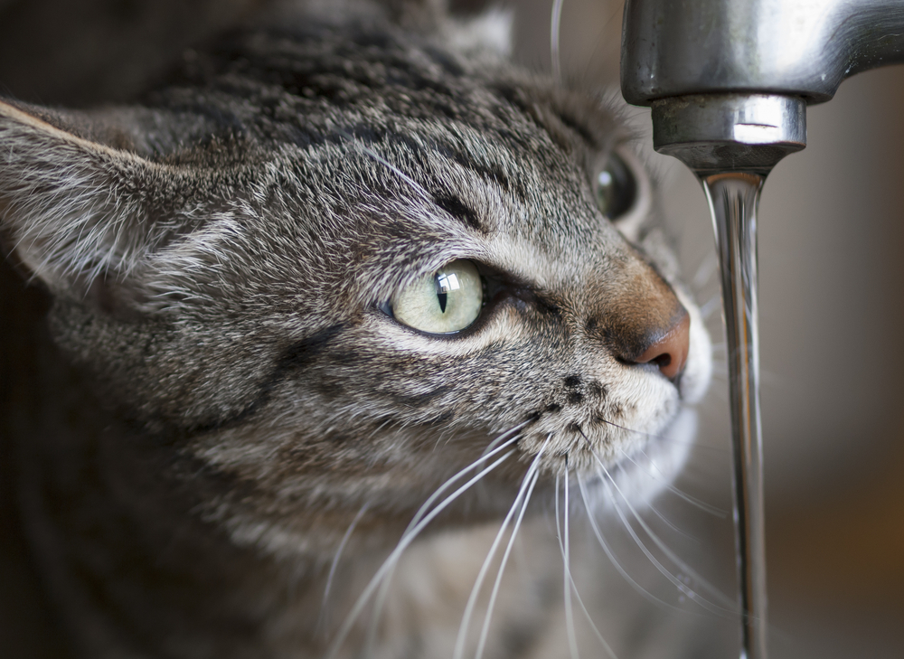 本来砂漠の動物であったと言われる猫は、あまり水を飲みません