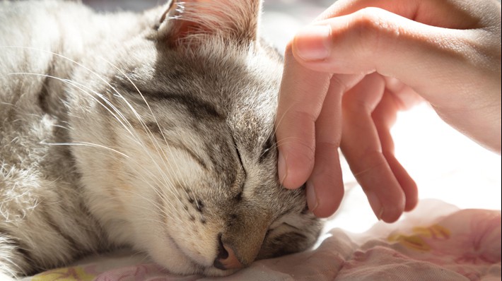 獣医さんに聞く！猫の腎臓病　原因・症状・治療について