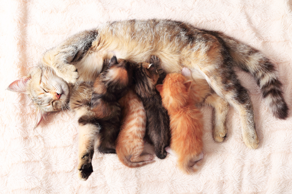 子猫は母猫をふみふみしながら母乳を飲みます。