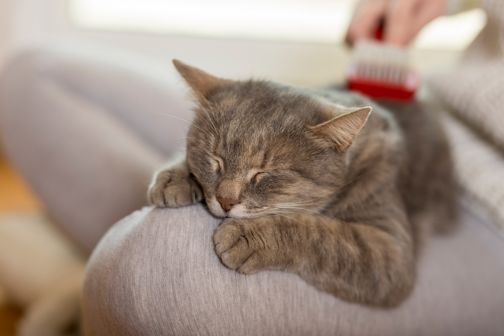 猫はふみふみをすることでリラックスして、眠りやすくなります。