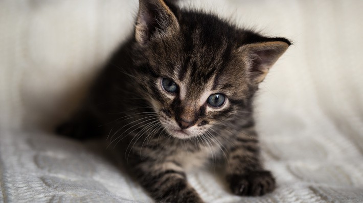 どんな時にしているの？猫のふみふみの不思議