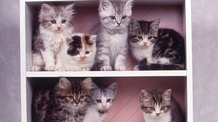 人気no 1の猫は何 人気猫種類ランキングを発表 アクサダイレクト