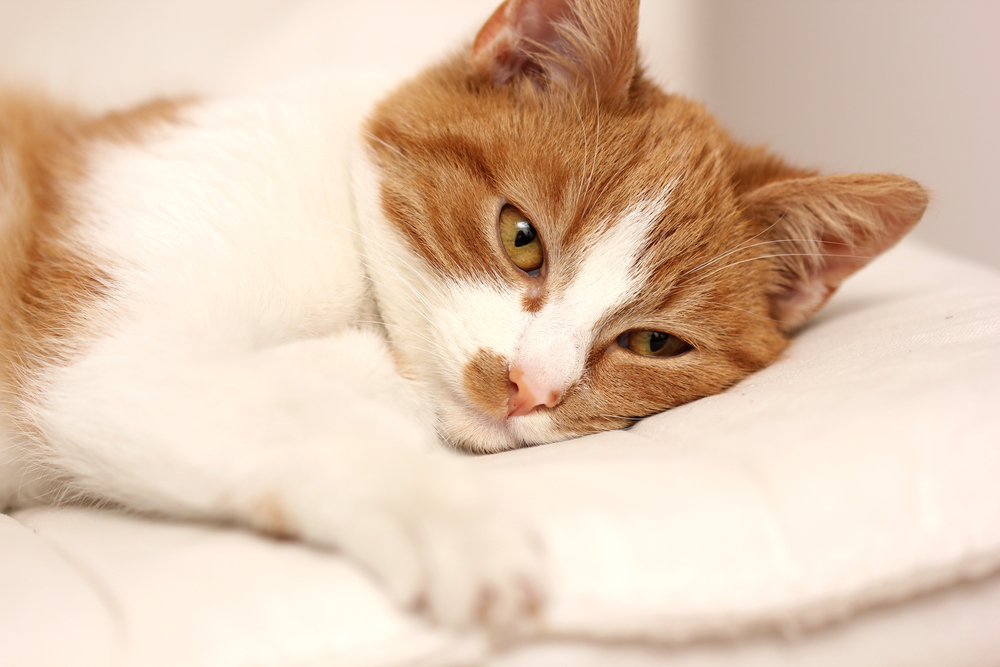 猫の風邪の症状は、人間と同様にくしゃみや鼻水、鼻づまりなどです。