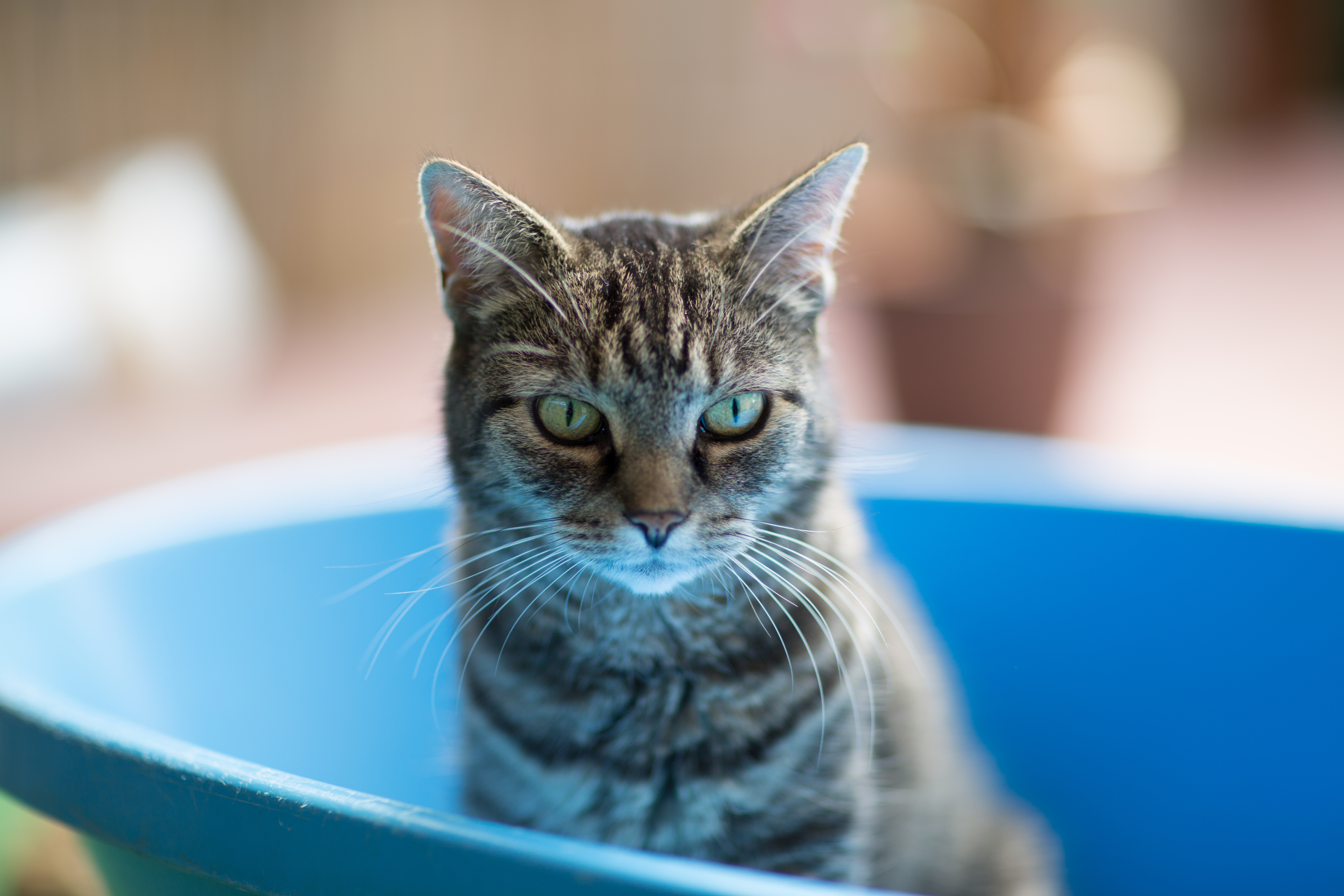 教えて獣医さん 猫の便秘は病気のサイン