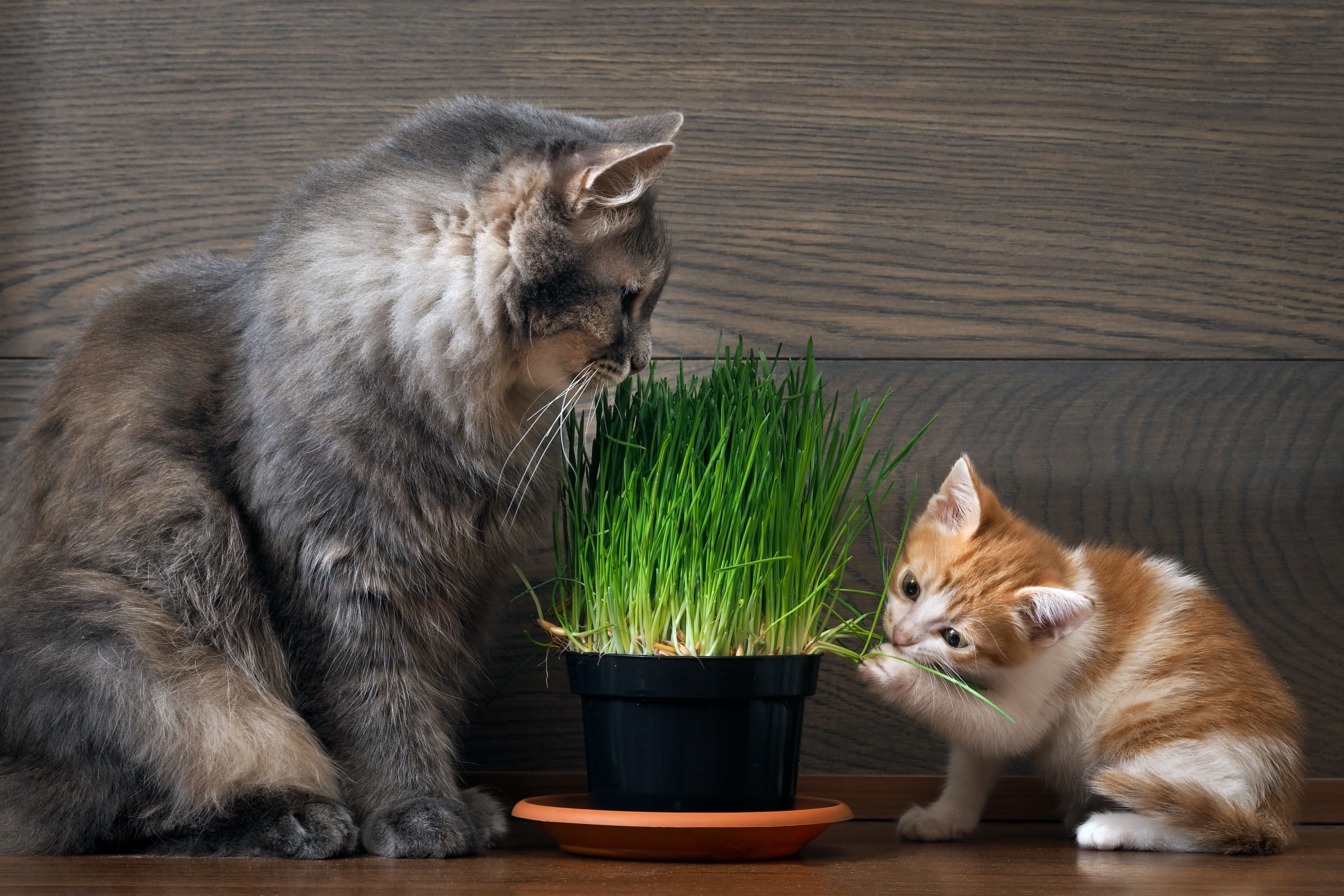 猫が「猫草」を食べる理由は、よくわかっていません。