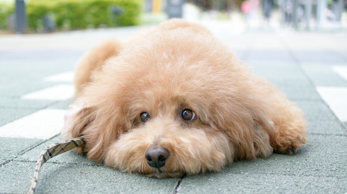 犬の肥満原因とダイエット法について 獣医さんに聞きました