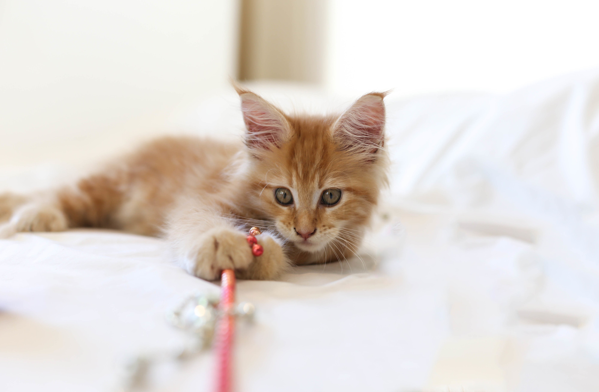おもちゃなどがあると、猫も人間もより快適な生活がおくれます。