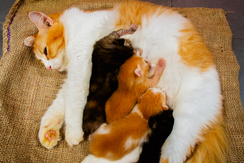 愛猫が ママ になる 猫の妊娠 出産