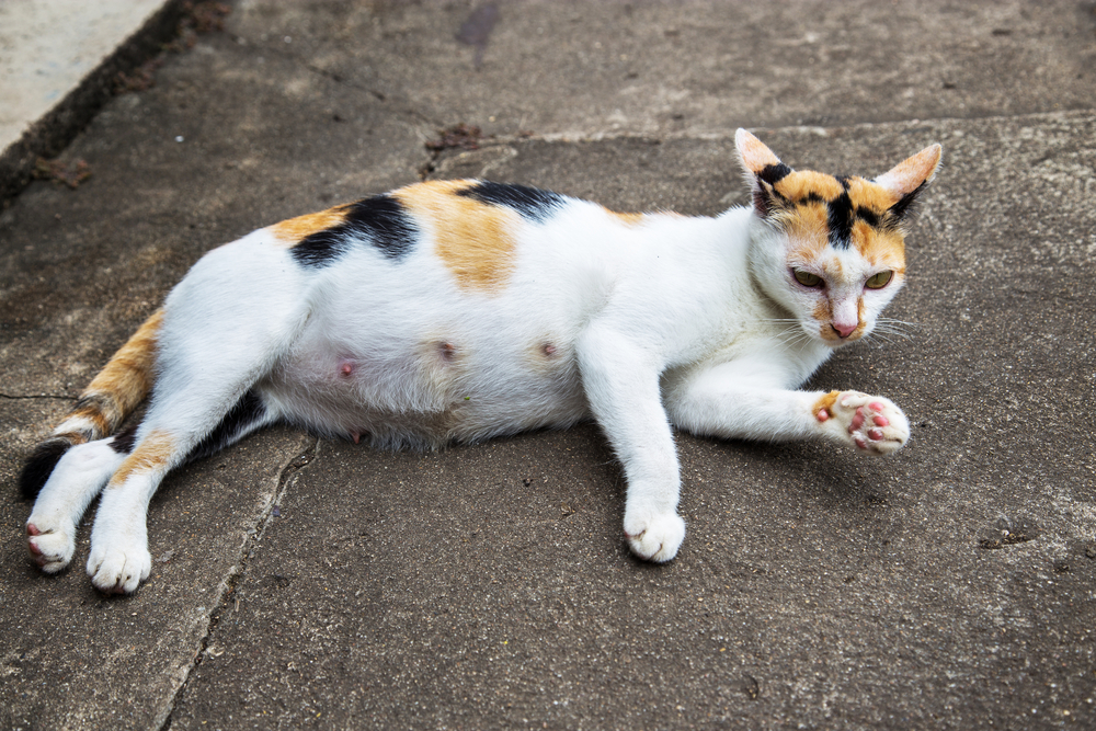 愛猫の妊娠・出産｜妊娠前後の変化～出産準備などの基礎知識｜アクサダイレクト