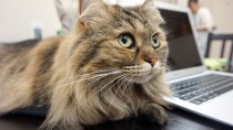 電源・Wi-Fi完備の猫カフェで癒しも仕事もバッチリ！？