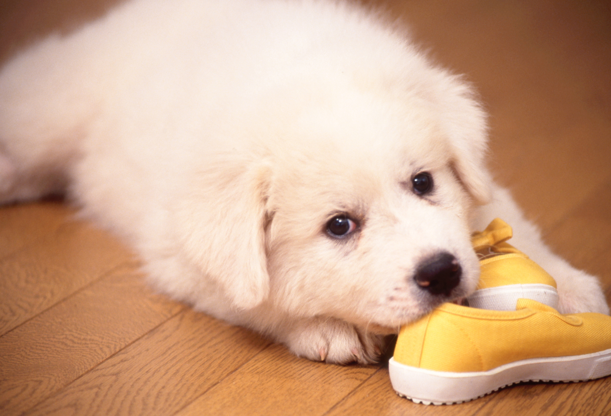 犬にイタズラされたくないものは、手の届かない場所に片付けましょう。